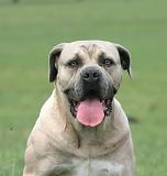 CANE CORSO 1441